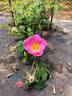 AKA 136-19 rose photo