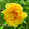 Lawrence Johnston rose photo