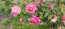 Madame Berkeley rose photo