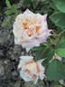 Madame Berkeley rose photo