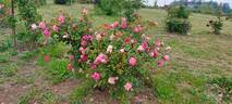 Madame Berkeley rose photo