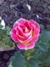 Whimsy rose photo