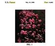 BAIpome rose photo