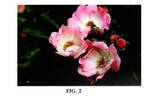 BAIpome rose photo