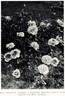 Arthur R. Goodwin rose photo