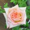 RBG rose photo