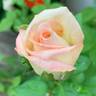 RBG rose photo