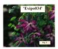 Evipo034 clematis photo