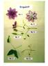 Evipo019 clematis photo