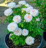 Miss Alice ® rose photo
