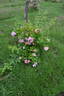 R. setigera rose photo