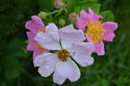 R. setigera rose photo