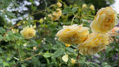 St. Alban rose photo