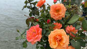 Anna's Promise rose photo