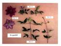 Evipo030 clematis photo