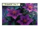 Evipo030 clematis photo