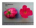 Meitozaure rose photo