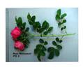 Meitozaure rose photo