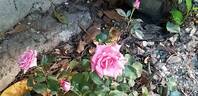 Mirato ® rose photo