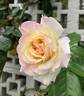 Peace, Cl. rose photo