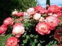 Carmagnole ® rose photo