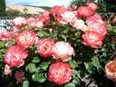 Carmagnole ® rose photo