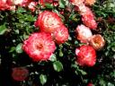 Carmagnole ® rose photo