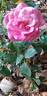 Mirato ® rose photo