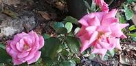 Mirato ® rose photo