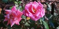 Mirato ® rose photo