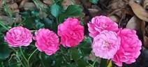 Toscana rose photo