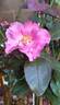 Bossuet, Aigle de Meaux rose photo