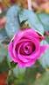 Bossuet, Aigle de Meaux rose photo