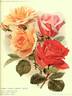Arthur R. Goodwin rose photo