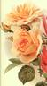 Arthur R. Goodwin rose photo