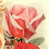 Lady Alice Stanley rose photo
