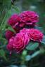 Princesse Vega rose photo