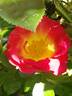 Réveil Dijonnais rose photo