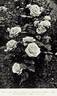 Lady Alice Stanley rose photo