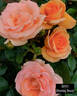 Beryl's Blooming Beauty rose photo