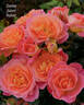 Dame Janet Baker rose photo