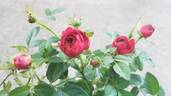 Antique Kordana rose photo