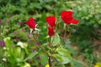 Rob Roy rose photo