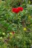 Rob Roy rose photo