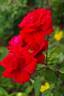 Rob Roy rose photo