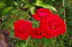 Rob Roy rose photo