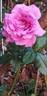 Bossuet, Aigle de Meaux rose photo