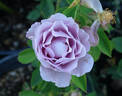 Marion Ross rose photo