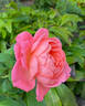 Reminiscent Coral ™ rose photo