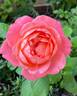 Reminiscent Coral ™ rose photo